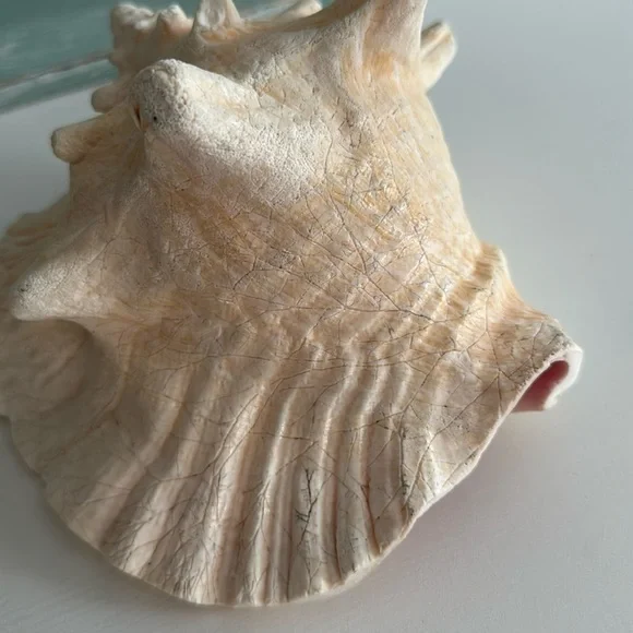 Queen Conch Shell Pink Interior Nautical Beach Decor Natural Sculpture - Picture 5 of 11